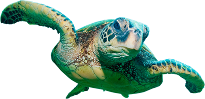 turtle3