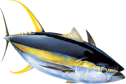 Yellowfin Tuna1
