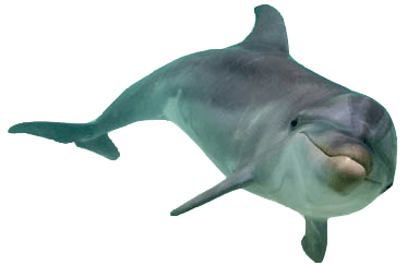 Florida Marijuana Doctors Dolphin