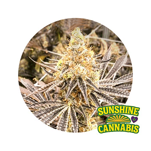 Sunshine Cannabis Berry Runtz