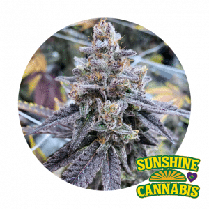 Flower Sunshine Cannabis Purple Crip