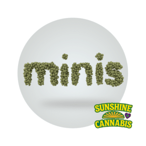 Flower Minis Sunshine Cannabis
